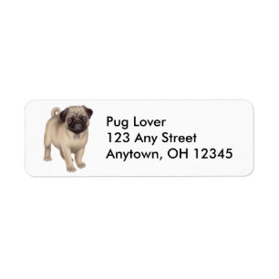 Etiqueta amigável do cão do Pug
