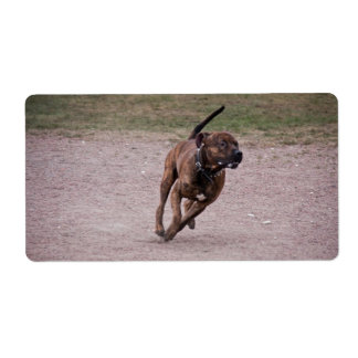 Etiqueta Amstaff em execução