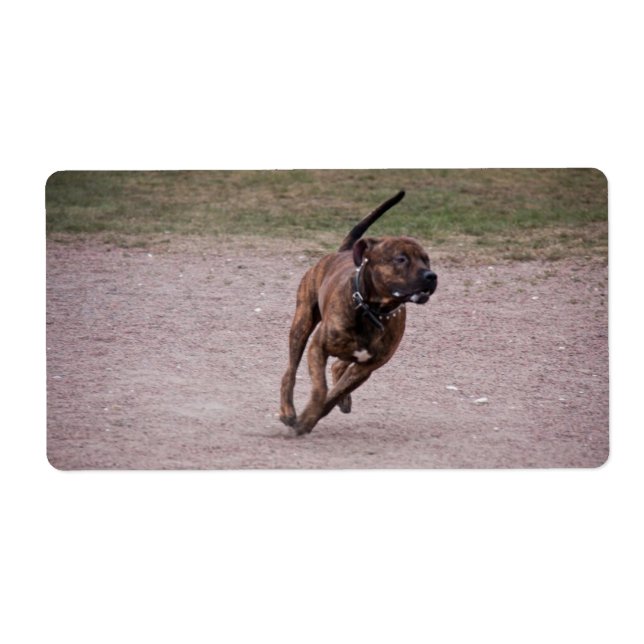 Etiqueta Amstaff em execução (Frente)