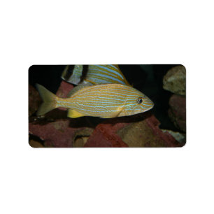 Etiqueta animal amarelo listrado azul da água salgada dos