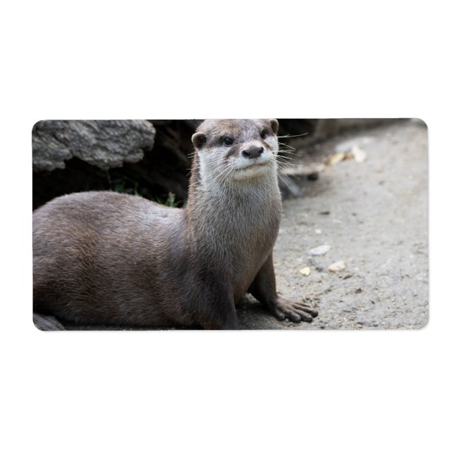 Etiqueta Aonyx cinerea (Frente)