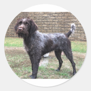 Etiqueta apontar Griffon Wirehaired