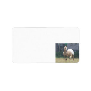 Etiqueta Appaloosa