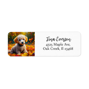 Etiqueta Apricot Poodle Puppy em Folhas de Queda