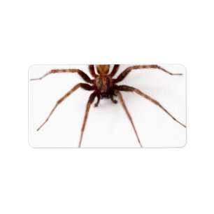 Etiqueta Aranha assustador grande