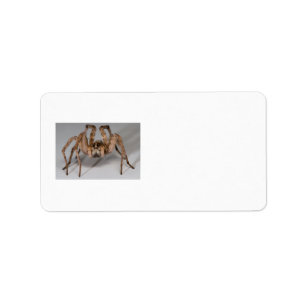 Etiqueta Aranha de lobo
