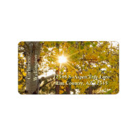 Árvore Aspen Com Folhagem Amarela E Pasta Solar