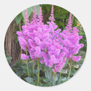 Etiqueta ~ Astilbe