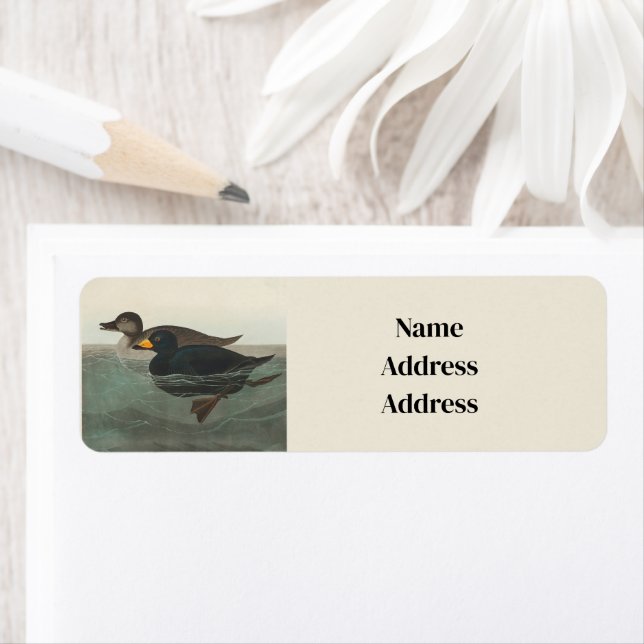 Etiqueta Audubon American Scoter Duck Classic (Insitu)