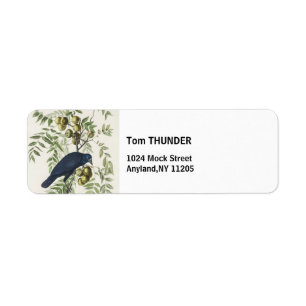 Etiqueta Audubon Black Crow American Bird Ilustração