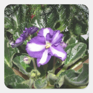 Etiqueta azul/branca da violeta africana