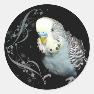 Etiqueta azul do budgie