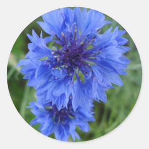 Etiqueta azul do Cornflower