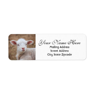 Etiqueta Baby Lamb Endereço de Devolução