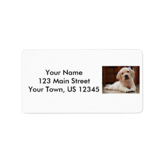 Etiqueta Baby Yellow Labrador Puppy Dog deitado em Belly