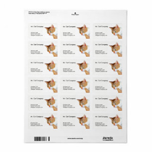 Etiqueta Baixo polígono do gato alaranjado