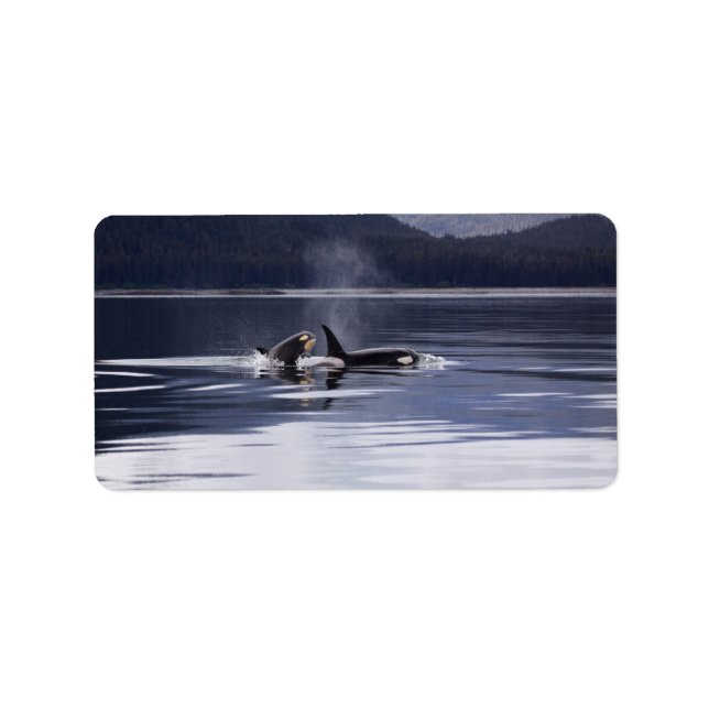 Etiqueta Baleias Assassinas (Frente)