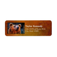 Belo Urso Marrom Retrato Wildlife Foto
