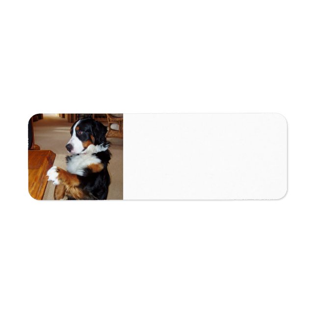 Etiqueta bernês-Mountain-dog-begging.png (Frente)
