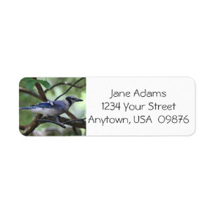 Etiqueta Birdwatchers! Jay azul bonito, personalizado