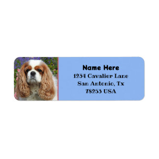 Etiqueta Blenheim Cavalier King Charles Return Endereço