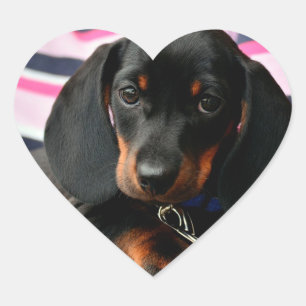 Etiqueta bonito da cara do cão de filhote de