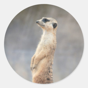 Etiqueta bonito de Meerkat