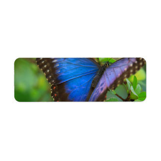 Etiqueta Borboleta Azul
