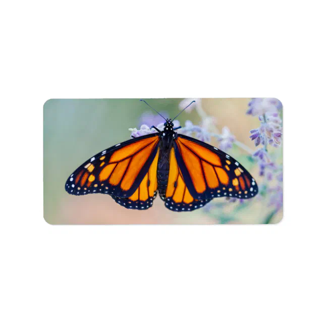 Etiqueta Borboleta Monarca Zazzle Brasil