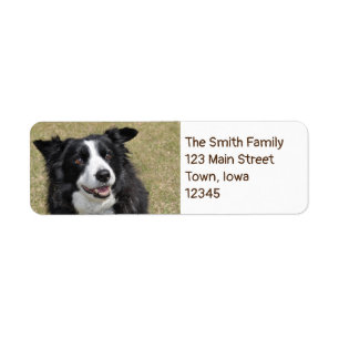 Etiqueta Border collie