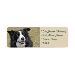 Etiqueta Border collie