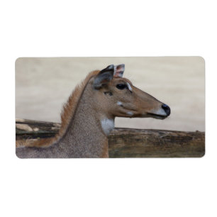 Etiqueta Boselaphus tragocamelus