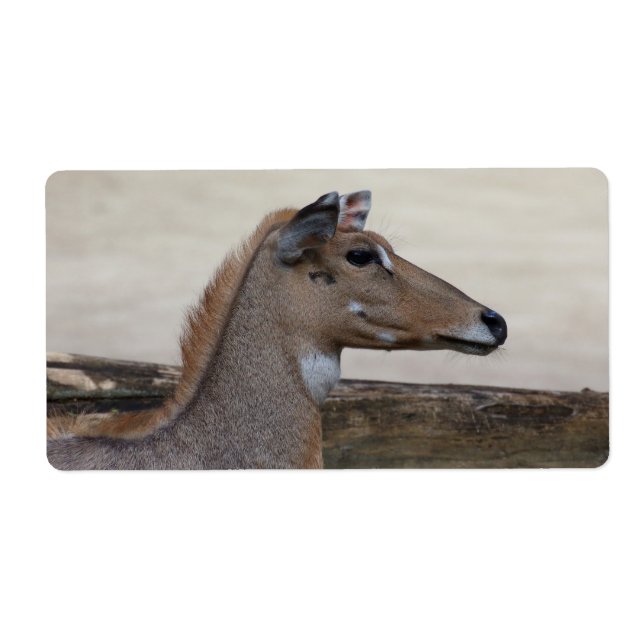 Etiqueta Boselaphus tragocamelus (Frente)