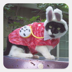 Etiqueta branca do coelho