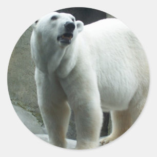 Etiqueta branca do urso polar