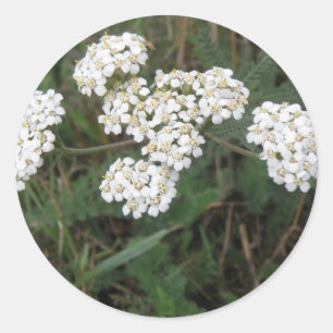 Etiqueta branca dos Wildflowers