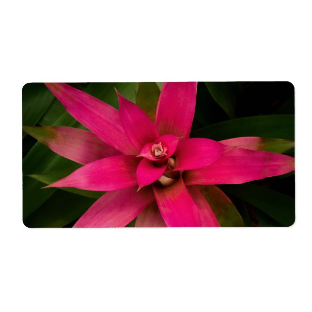 Etiqueta Bromélia em Bloom (Frente)
