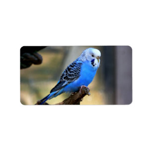 Etiqueta Budgie