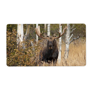Etiqueta Bull Moose Impressionante
