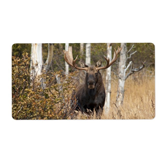 Etiqueta Bull Moose Impressionante (Frente)