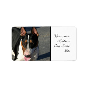 Etiqueta Bull terrier