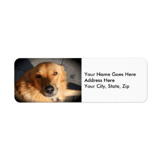 Etiqueta Cachorro do Retriever do Ouro