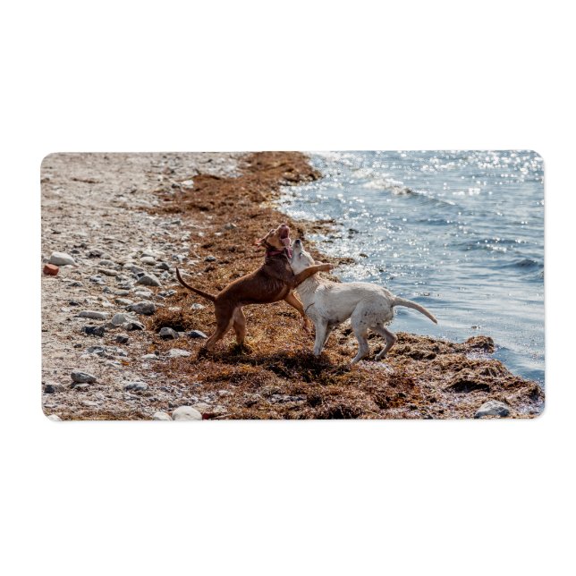 Etiqueta Cães na praia (Frente)