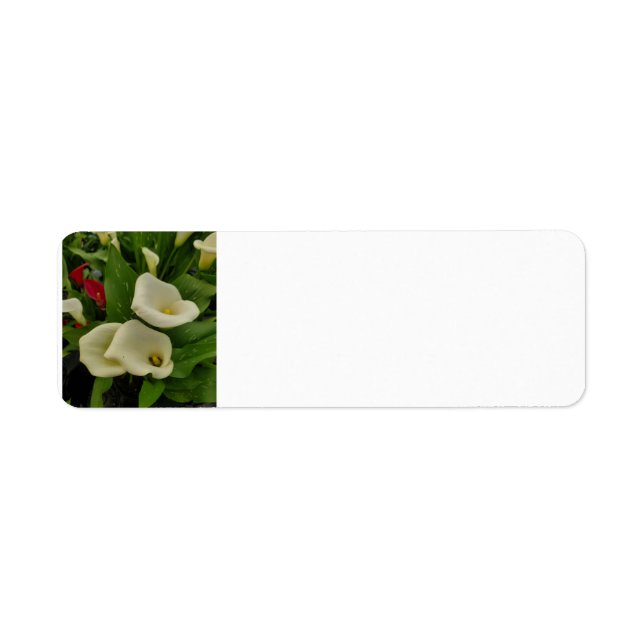 Etiqueta Calla Lily (Frente)