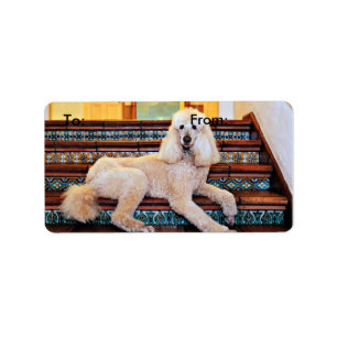 Etiqueta Caniche padrão do abricó - Bocelli