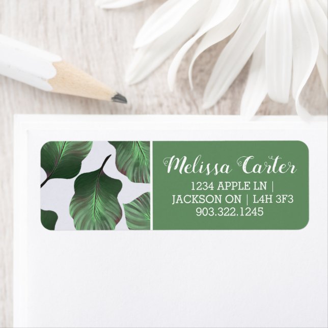 Etiqueta Canna Tropicanna Tropical Leaves, Verde (Insitu)