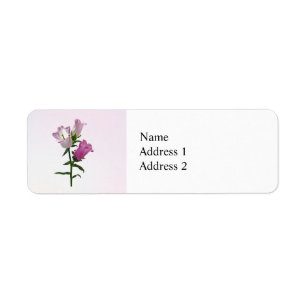 Etiqueta Canterbury Bells Rosa