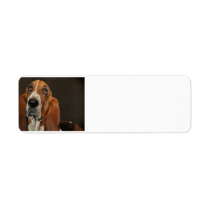 Etiqueta cão 2 do bassett