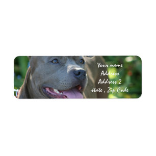 Etiqueta Cão de Pitbull