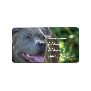 Etiqueta Cão de Pitbull
